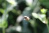 360536 – Photo : Fabrice DUSERRE – France (65)